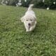 English golden retriever puppies