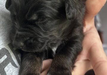 Australian Shepard #4