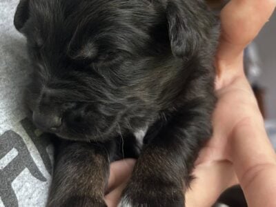 Australian Shepard #4