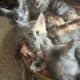 Bingo Maine Coon Kitten