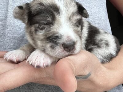 Australian Shepard #6