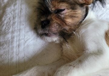 Shi Chi Puppy Looking for a Home!