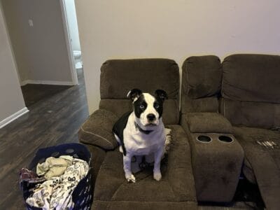 Rehome Dog