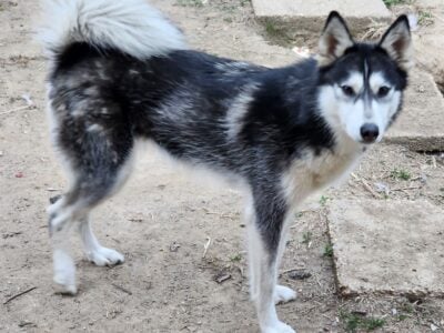 Pomsky’s