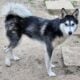 Pomsky’s