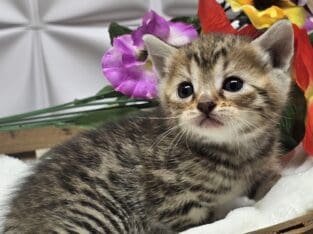 Kittens