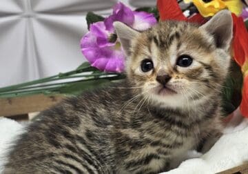Kittens