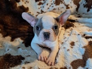 Frenchies