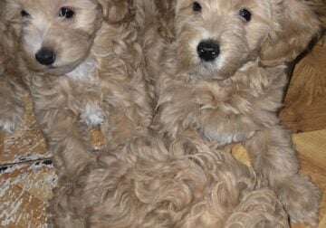 Puppies