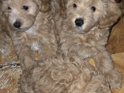 Puppies
