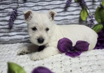 Westie puppies