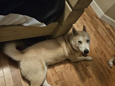 Rehomimg my dogs