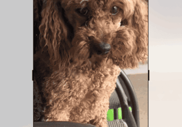 Rehome