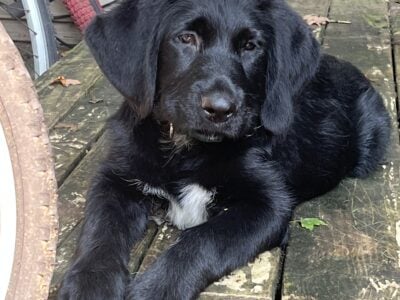 Newfoundland Labradoodle Puppies