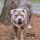 ABKC American Bully XL Puppies
