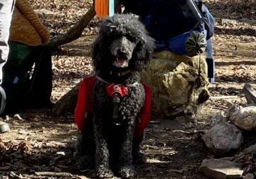 Poodle