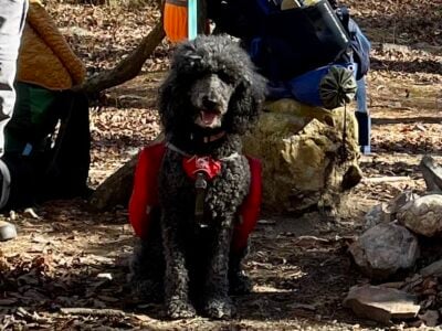 Poodle