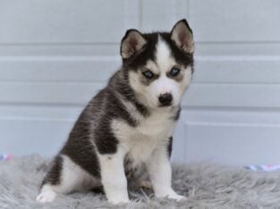 Siberian Husky-German Shepherd Holmesville OH Kobe