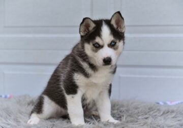 Siberian Husky-German Shepherd Holmesville OH Kobe