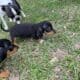 Dachshund Chihuahua mix 70/30