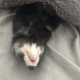 2 Female Young Ferrets