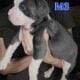 Olde English Bulldogge Puppies