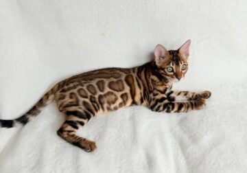 Bengal kittens