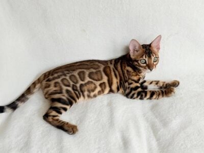 Bengal kittens