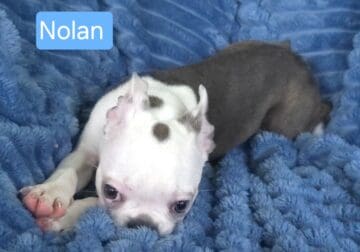Nolan