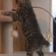 BobTail kittens