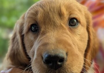 AKC Golden retriever