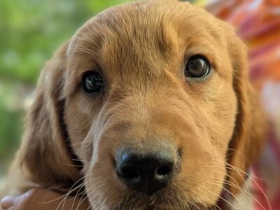 AKC Golden retriever
