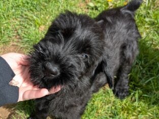 Champion Giant Schnauzer Puppy (male)
