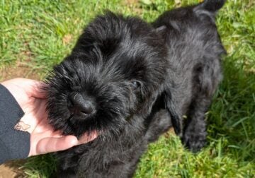 Champion Giant Schnauzer Puppy (male)