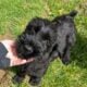 Champion Giant Schnauzer Puppy (male)