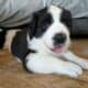 Saint Bernewfie Puppies