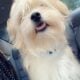 REHOMING SHIH TZU