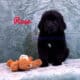 Rose at Bearheart Newfoundlands