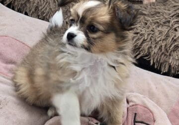Papillons