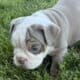 Old English Bulldog