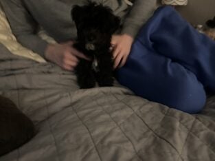 Max F1b YORKIPOO (mom/dad last 2 pics)