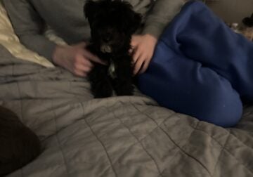 Max F1b YORKIPOO (mom/dad last 2 pics)