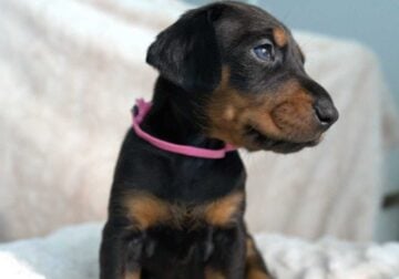 Doberman puppies