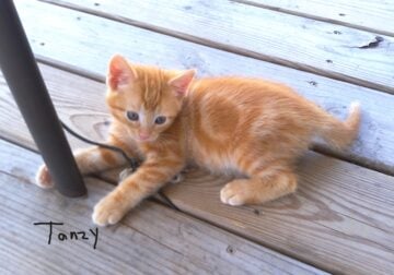 Tanzy the kitty