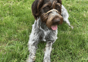 German Wirehair Pointer 1 year old