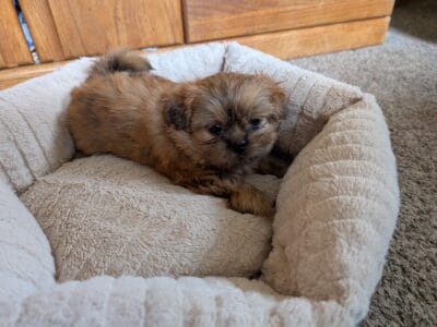 Shih Tzu puppies 8 weeks old.
