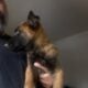 Belgian Malinois