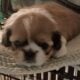 Shih Tzu/Pekingese mix puppies