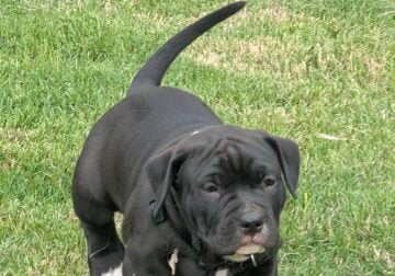 100% Pitt Bull Terrier Puppies