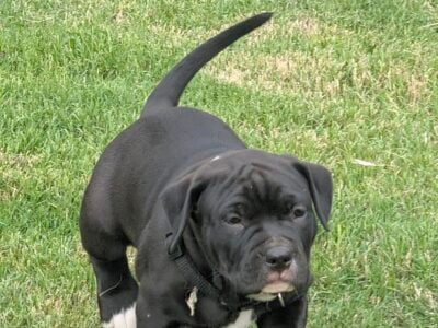 100% Pitt Bull Terrier Puppies